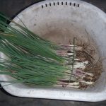 エシャレット　230503